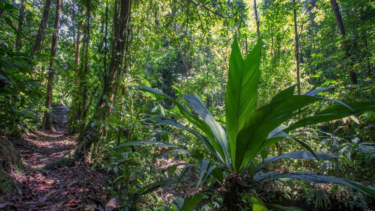 Esquinas Rainforest Lodge Голфіто Екстер'єр фото